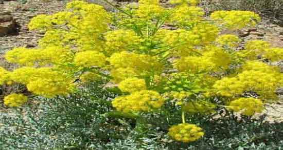 روغن آنغوزه برای وزوز گوش و ایا روغن انغوزه برای وزوز گوش مفید است روغن آنغوزه برای وزوز گوش ؛ ایا روغن انغوزه برای وزوز گوش مفید است