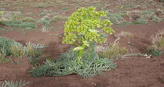 روغن آنغوزه و طریقه مصرف روغن آنغوزه برای وزوز گوش کودکان روغن آنغوزه ؛ طریقه مصرف روغن آنغوزه برای وزوز گوش کودکان