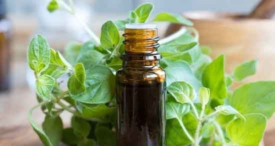 روغن آویشن برای رشد مو ؛ جوشانده و روغن آویشن برای موی سر روغن آویشن برای رشد مو ؛ جوشانده و روغن آویشن برای موی سر