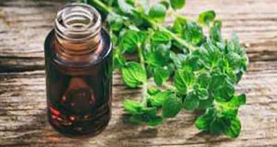 روغن آویشن برای مو و ایا ماساژ مو با روغن اویشن ان را تقویت میکند روغن آویشن برای مو ؛ ایا ماساژ مو با روغن اویشن ان را تقویت میکند