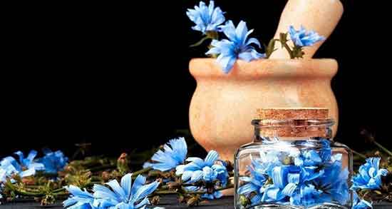 ریشه کاسنی برا چی خوبه ؛ خاصیت مصرف ریشه کاسنی برای بدن ریشه کاسنی برا چی خوبه ؛ خاصیت مصرف ریشه کاسنی برای بدن