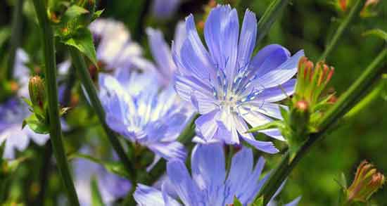 ریشه کاسنی برای جوش صورت ؛ فواید ریشه کاسنی برای جوش بدن ریشه کاسنی برای جوش صورت ؛ فواید ریشه کاسنی برای جوش بدن