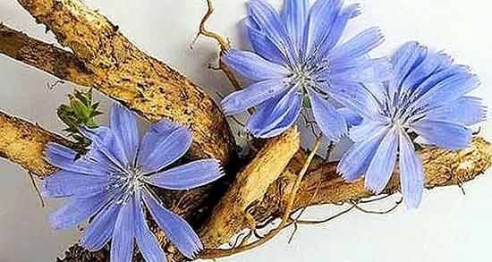 ریشه کاسنی برای پسر دار شدن ؛ خوردن ریشه کاسنی برای بچه دار شدن ریشه کاسنی برای پسر دار شدن ؛ خوردن ریشه کاسنی برای بچه دار شدن