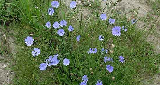 ریشه کاسنی و قاصدک ؛ دمنوش ریشه کاسنی و قاصدک برای کبد چرب ریشه کاسنی و قاصدک ؛ دمنوش ریشه کاسنی و قاصدک برای کبد چرب