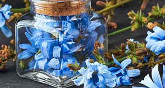 ریشه کاسنی چه خاصیتی دارد ؛ خاصیت ضد انگل روده ریشه کاسنی ریشه کاسنی چه خاصیتی دارد ؛ خاصیت ضد انگل روده ریشه کاسنی