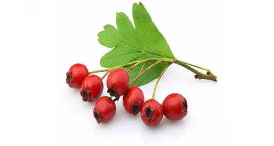 زالزالک برای بارداری ضرر دارد ؛ آیا خوردن زالزالک برای زن باردار مضر است زالزالک برای بارداری ضرر دارد ؛ آیا خوردن زالزالک برای زن باردار مضر است