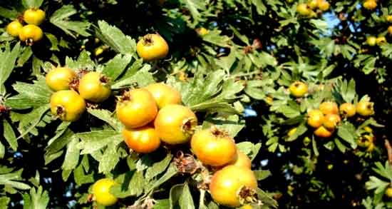 زالزالک برای بارداری و خواص و مضرات خوردن زالزالک برای زن باردار زالزالک برای بارداری ؛ خواص و مضرات خوردن زالزالک برای زن باردار