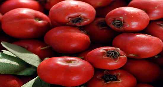 زالزالک برای دیابت و خواص و مضرات خوردن زالزالک برای افراد دیابتی زالزالک برای دیابت ؛ خواص و مضرات خوردن زالزالک برای افراد دیابتی