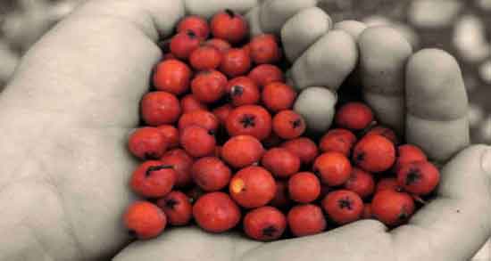 زالزالک برای سرماخوردگی و ویتامین C موجود در زالزالک مفید برای درمان سرماخوردگی زالزالک برای سرماخوردگی ؛ ویتامین C موجود در زالزالک مفید برای درمان سرماخوردگی