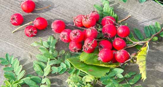 زالزالک برای لاغری ؛ خاصیت چربی سوزی و لاغری با خوردن زالزالک زالزالک برای لاغری ؛ خاصیت چربی سوزی و لاغری با خوردن زالزالک