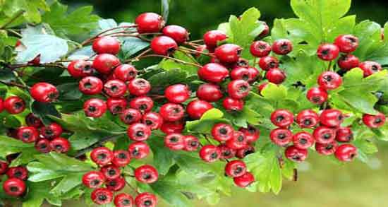 زالزالک برای چی خوبه و برای درمان کدام بیماری زالزالک مفید است زالزالک برای چی خوبه ؛ برای درمان کدام بیماری زالزالک مفید است