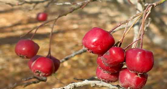 زالزالک برای یبوست ؛ خاصیت درمانی خوردن زالزالک برای بیماری یبوست زالزالک برای یبوست ؛ خاصیت درمانی خوردن زالزالک برای بیماری یبوست