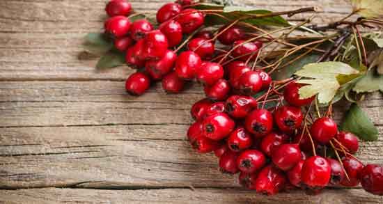 زالزالک در بارداری ؛ خوردن زالزالک برای زن باردار مفید است یا مضر؟ زالزالک در بارداری ؛ خوردن زالزالک برای زن باردار مفید است یا مضر؟