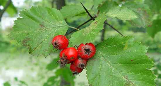 زالزالک در حاملگی ؛ همه چیز درباره خوردن زالزالک در بارداری زالزالک در حاملگی ؛ همه چیز درباره خوردن زالزالک در بارداری