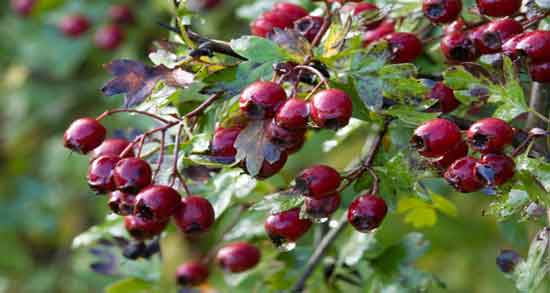 زالزالک در چه فصلی است و در کدام فصل سال زالزالک رسیده می شود زالزالک در چه فصلی است ؛ در کدام فصل سال زالزالک رسیده می شود