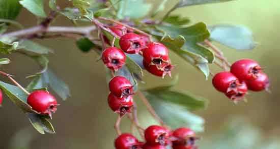 زالزالک در کجا میروید و در چه شرایط آب و هوایی زالزالک میروید زالزالک در کجا میروید ؛ در چه شرایط آب و هوایی زالزالک میروید