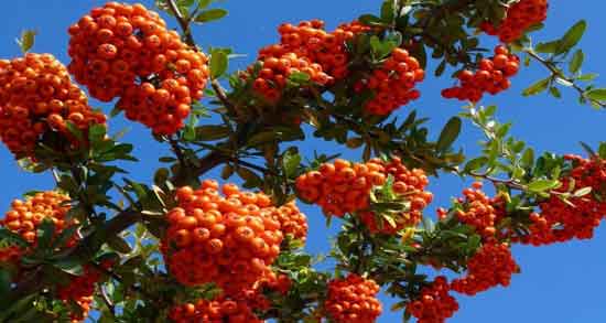 زالزالک و بارداری ؛ خوردن زالزالک در بارداری چه خواص و مضراتی برای سلامت جنین دارد زالزالک و بارداری ؛ خوردن زالزالک در بارداری چه خواص و مضراتی برای سلامت جنین دارد