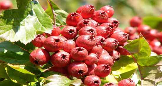 زالزالک و دیابت و خواص و مضرات خوردن زالزالک برای افراد دیابتی زالزالک و دیابت ؛ خواص و مضرات خوردن زالزالک برای افراد دیابتی