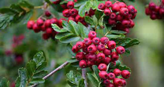 زالزالک و معده و تاثیر خوردن زالزالک برای بیماری های معده زالزالک و معده ؛ تاثیر خوردن زالزالک برای بیماری های معده