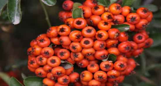 زالزالک وحشی نارنجی و بررسی خواص و مضرات زالزالک وحشی نارنجی برای سلامتی زالزالک وحشی نارنجی ؛ بررسی خواص و مضرات زالزالک وحشی نارنجی برای سلامتی