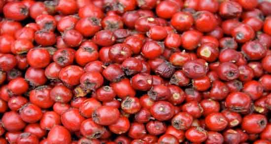 زالزالک چه خاصیتی دارد و بررسی خواص و فواید میوه زالزالک زالزالک چه خاصیتی دارد ؛ بررسی خواص و فواید میوه زالزالک