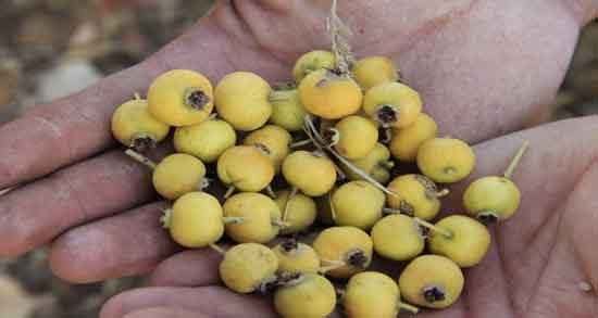 زالزالک چیست و همه چیز درباره میوه زالزالک زالزالک چیست ؛ همه چیز درباره میوه زالزالک