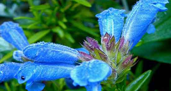 زمان مصرف دمنوش بادرنجبویه ؛ ایا دمنوش بادرنجبویه برای صبح ها مفیده زمان مصرف دمنوش بادرنجبویه ؛ ایا دمنوش بادرنجبویه برای صبح ها مفیده