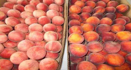 شفتالو برای زن باردار و خواص و مضرات خوردن شفتالو برای سلامت زن باردار شفتالو برای زن باردار ؛ خواص و مضرات خوردن شفتالو برای سلامت زن باردار