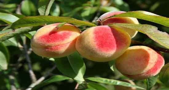 شفتالو در شیردهی و افزایش شیر مادر با خوردن شفتالو در شیردهی شفتالو در شیردهی ؛ افزایش شیر مادر با خوردن شفتالو در شیردهی