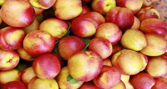 شفتالو چه میوه ای است و آشنایی کامل با میوه شفتالو شفتالو چه میوه ای است ؛ آشنایی کامل با میوه شفتالو