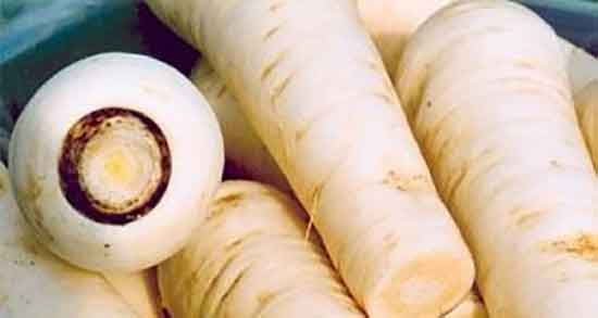 شقاقل برای چاقی ؛ ایا شقاقل برای جلوگیری از چاقی مفیده شقاقل برای چاقی ؛ ایا شقاقل برای جلوگیری از چاقی مفیده