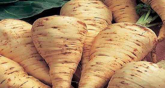 شقاقل برای چی خوبه و گیاه شقاقل برای ناباروری زنان و مردان مفیده شقاقل برای چی خوبه ؛ گیاه شقاقل برای ناباروری زنان و مردان مفیده