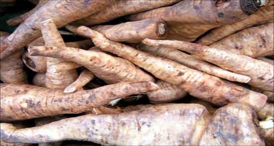 شقاقل در کجا میروید و کاشت و برداشت شقاقل در اصفهان و شیراز شقاقل در کجا میروید ؛ کاشت و برداشت شقاقل در اصفهان و شیراز