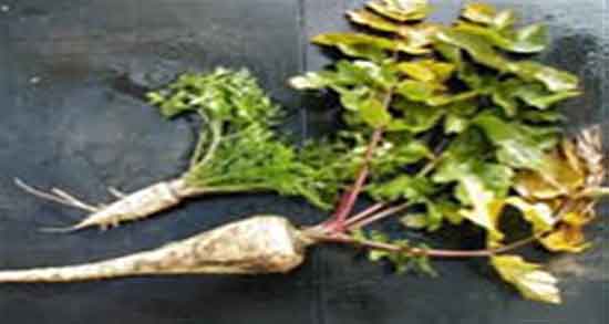 شقاقل چیه و ایا شقاقل همان زردک است یا با هم متفاوت هستند شقاقل چیه ؛ ایا شقاقل همان زردک است یا با هم متفاوت هستند