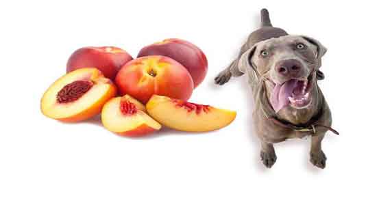 شلیل برای سگ و آیا خوردن شلیل برای سگ مفید است یا مضر؟ شلیل برای سگ ؛ آیا خوردن شلیل برای سگ مفید است یا مضر؟