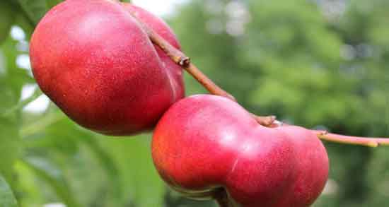 شلیل برای فشار خون ؛ فواید خوردن شلیل برای تنظیم فشار خون شلیل برای فشار خون ؛ فواید خوردن شلیل برای تنظیم فشار خون