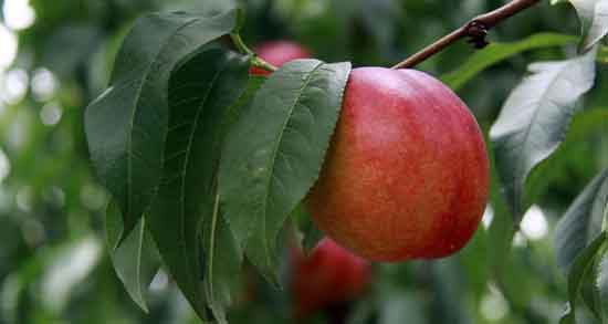 شلیل برای نوزاد ؛ همه چیز درباره مصرف شلیل برای نوزاد شلیل برای نوزاد ؛ همه چیز درباره مصرف شلیل برای نوزاد