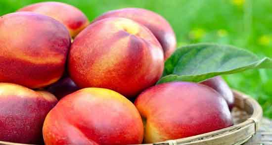 شلیل برای چی خوبه و برای درمان کدام بیماری خوردن شلیل مفید است؟ شلیل برای چی خوبه ؛ برای درمان کدام بیماری خوردن شلیل مفید است؟