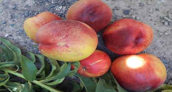 شلیل و حساسیت ؛ آیا خوردن شلیل باعث ایجاد حساسیت می شود؟ شلیل و حساسیت ؛ آیا خوردن شلیل باعث ایجاد حساسیت می شود؟