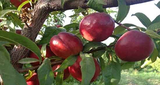 شلیل و هلو برای سرماخوردگی و تاثیر خوردن شلیل و هلو برای درمان سرماخوردگی شلیل و هلو برای سرماخوردگی ؛ تاثیر خوردن شلیل و هلو برای درمان سرماخوردگی