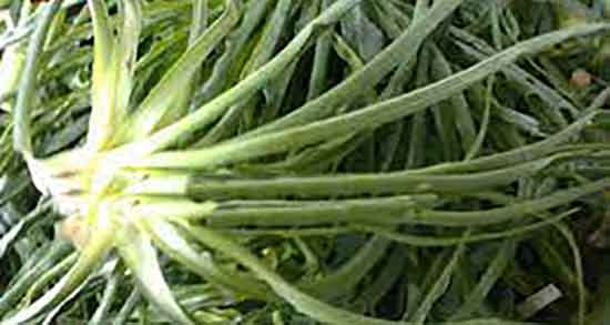 شنگ برای بارداری ضرر دارد و عوارض خوردن دمنوش شنگ برای زنان باردار شنگ برای بارداری ضرر دارد ؛ عوارض خوردن دمنوش شنگ برای زنان باردار