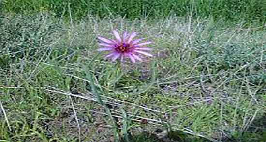 شنگ برای بارداری و خاصیت ضد نفخ شنگ برای زنان باردار چیست شنگ برای بارداری ؛ خاصیت ضد نفخ شنگ برای زنان باردار چیست