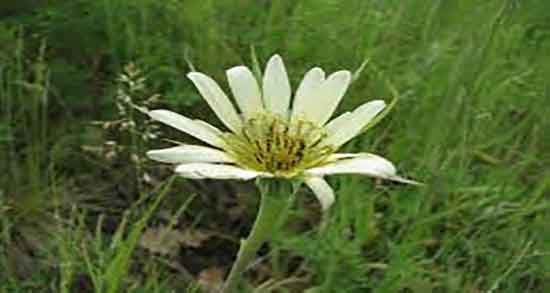 شنگ برای دیابت و خوردن دمنوش شنگ خشک شده برای کنترل قند خون شنگ برای دیابت ؛ خوردن دمنوش شنگ خشک شده برای کنترل قند خون