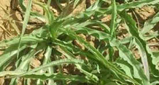 شنگ برای شیردهی و ایا مصرف شنگ برای افزایش شیردهی مفیده شنگ برای شیردهی ؛ ایا مصرف شنگ برای افزایش شیردهی مفیده