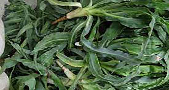 شنگ برای معده و خواص خوردن دمنوش شنگ برای درمان زخم معده شنگ برای معده ؛ خواص خوردن دمنوش شنگ برای درمان زخم معده