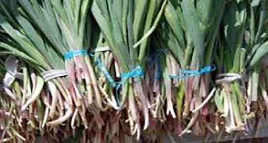 شنگ برای چی خوبه و خاصیت مصرف شنگ برای زنان باردار چیست شنگ برای چی خوبه ؛ خاصیت مصرف شنگ برای زنان باردار چیست