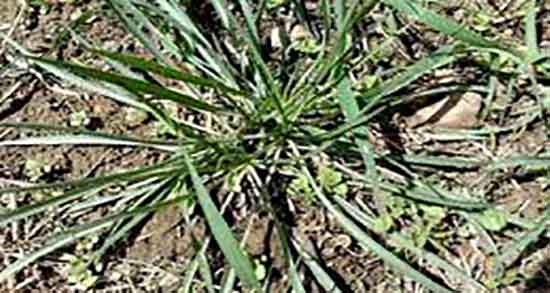 شنگ برای کچلی و ایا ماسک شنگ برای درمان کچلی خوب است شنگ برای کچلی ؛ ایا ماسک شنگ برای درمان کچلی خوب است