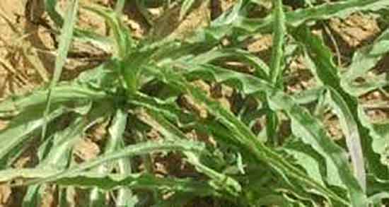 شنگ برای یبوست و خاصیت مصرف شنگ برای درمان یبوست کودکان شنگ برای یبوست ؛ خاصیت مصرف شنگ برای درمان یبوست کودکان