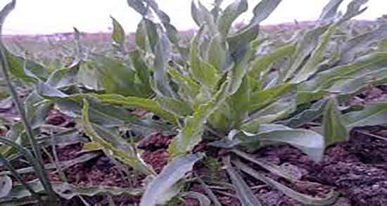 شنگ در شیردهی و ایا دمنوش شنگ باعث افزایش شیر مادران میشود شنگ در شیردهی ؛ ایا دمنوش شنگ باعث افزایش شیر مادران میشود