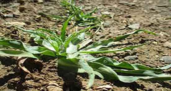 شنگ و بارداری و خاصیت مصرف شنگ برای زنان باردار چیست شنگ و بارداری ؛ خاصیت مصرف شنگ برای زنان باردار چیست